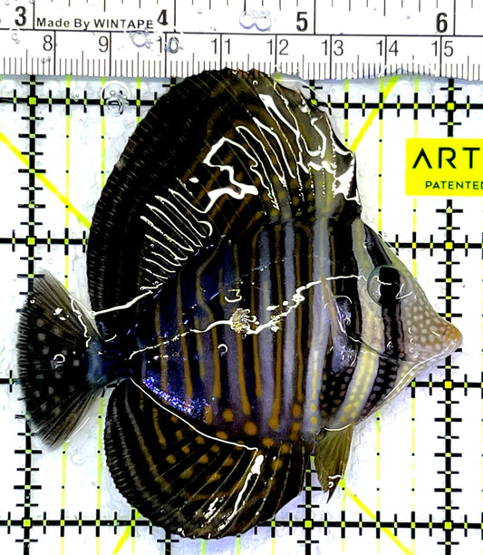 Desjardini Tang (Red Sea Sailfin Tang) DT062501 WYSIWYG Size: M 3.25" approx