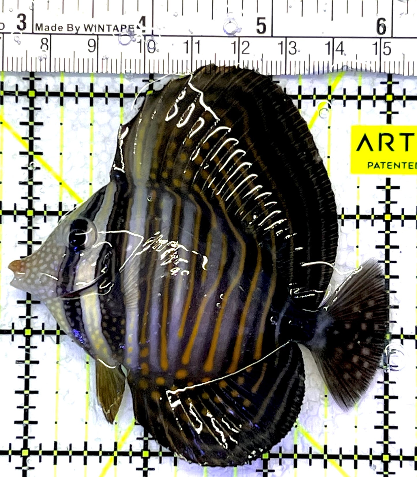 Desjardini Tang (Red Sea Sailfin Tang) DT062501 WYSIWYG Size: M 3.25" approx