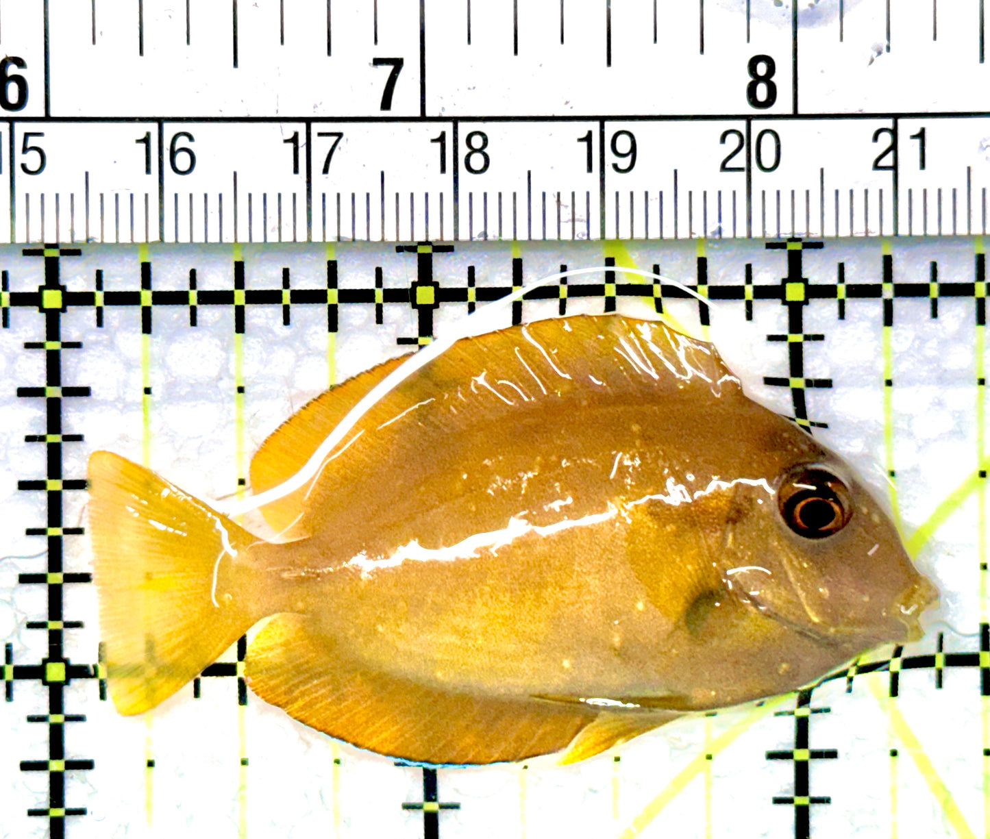 Orange Shoulder Tang Juvenile OSTJ080901 WYSIWYG Size: S 2.25"