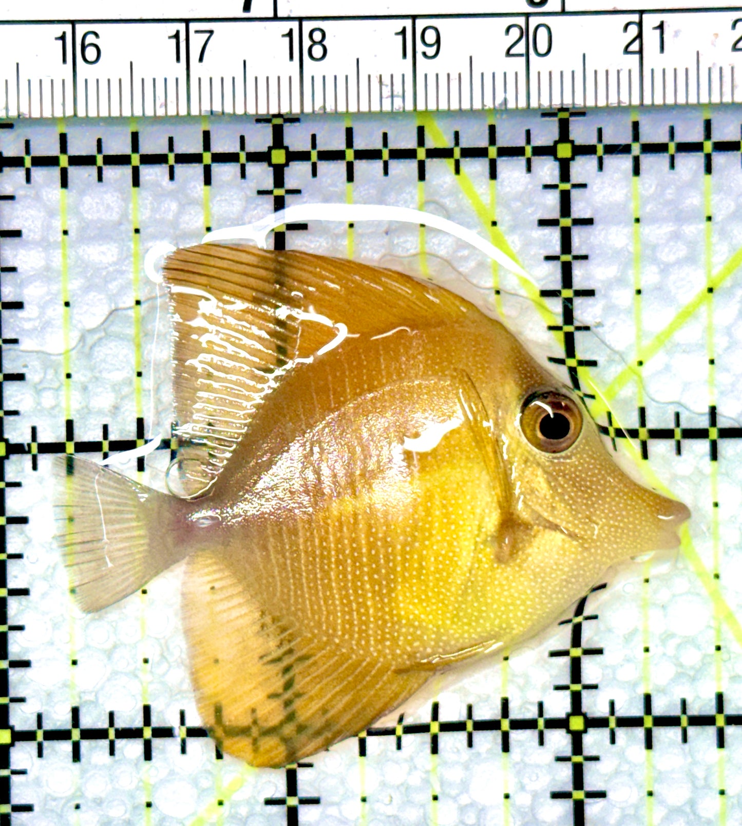 Rare Hybrid Yellow (Hawaiian Yellow Tang x Scopas Tang) Scopas Tang RHYST080901 WYSIWYG Size: M 2.25"