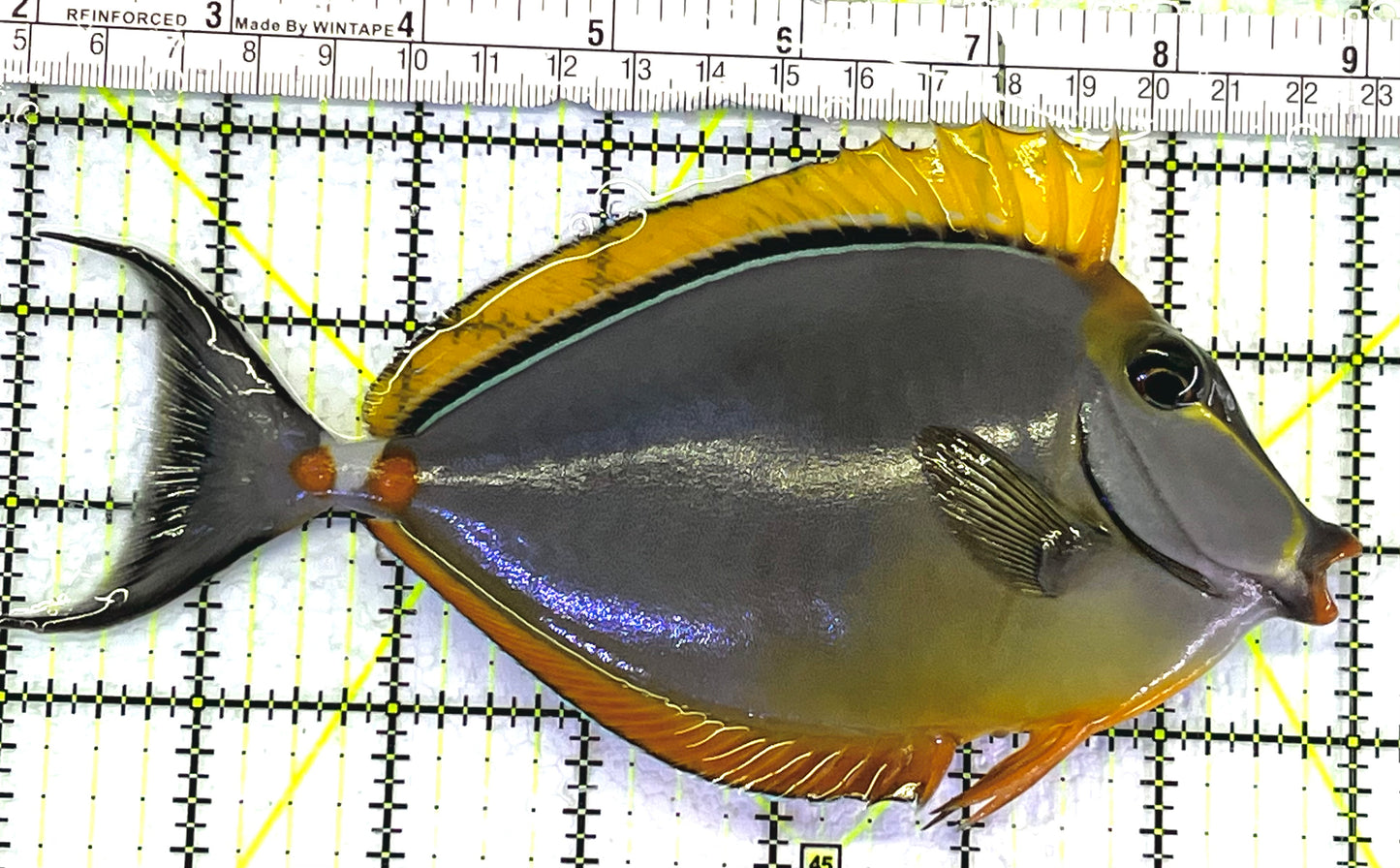 Blonde Naso Tang BNT062407 WYSIWYG Size: L 7" approx