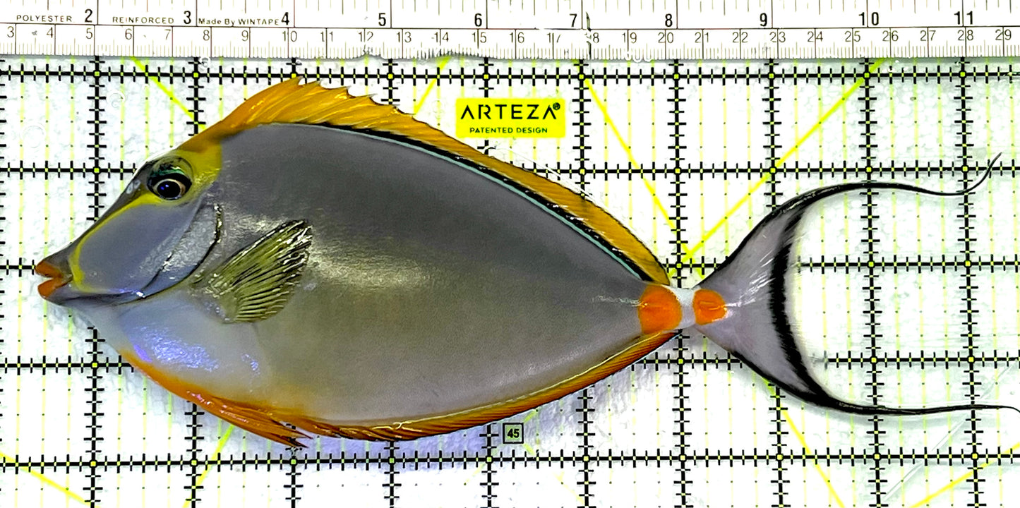 Blonde Naso Tang BNT062408 WYSIWYG Size: XXL 10" approx