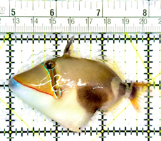 Bursa Triggerfish BT080901 WYSIWYG Size: M 3"
