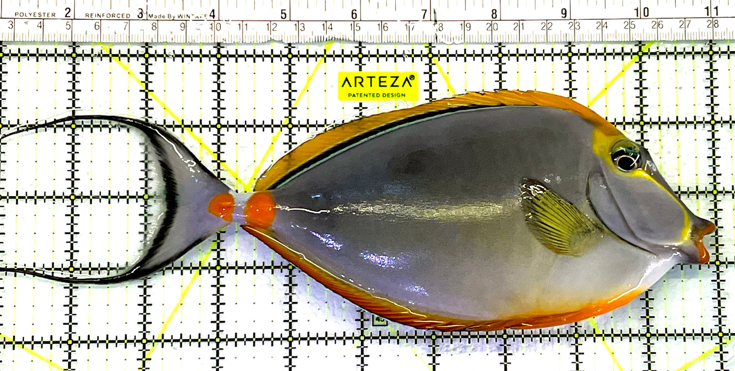 Blonde Naso Tang BNT062408 WYSIWYG Size: XXL 10" approx