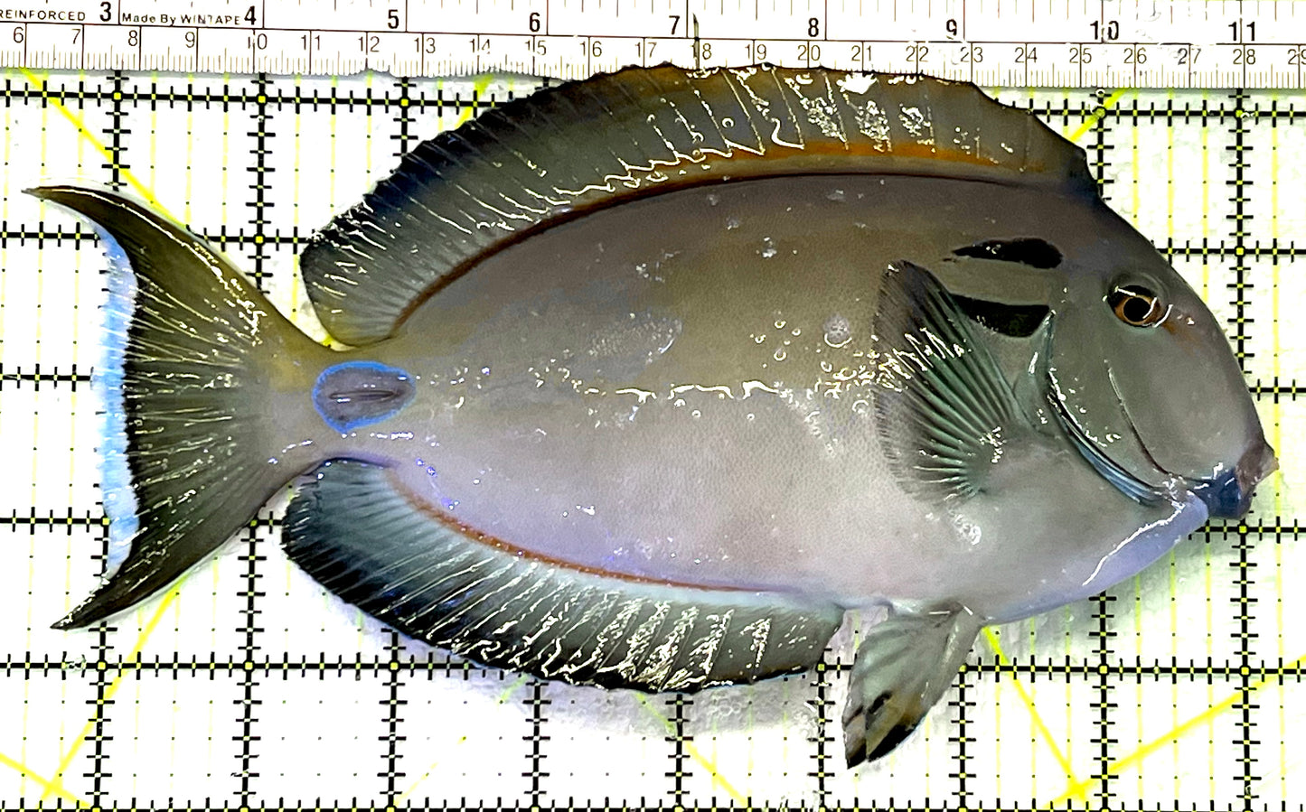 Lieutenant Tang LT062407 WYSIWYG Size: XL 9" approx