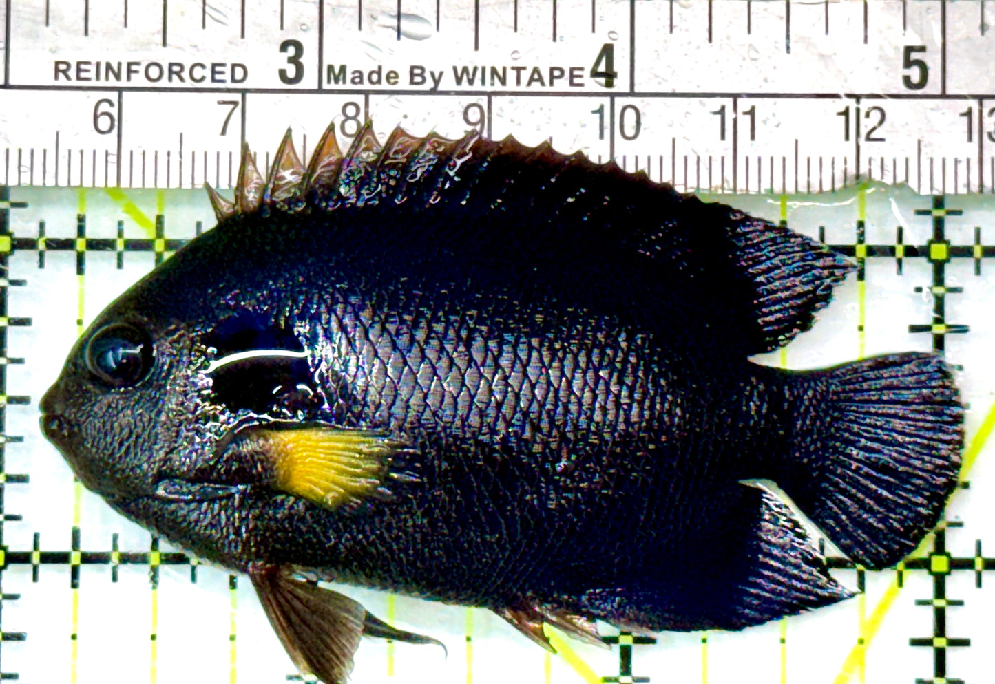 Yellowfin Angelfish YA083101 WYSIWYG Size: ML 3"