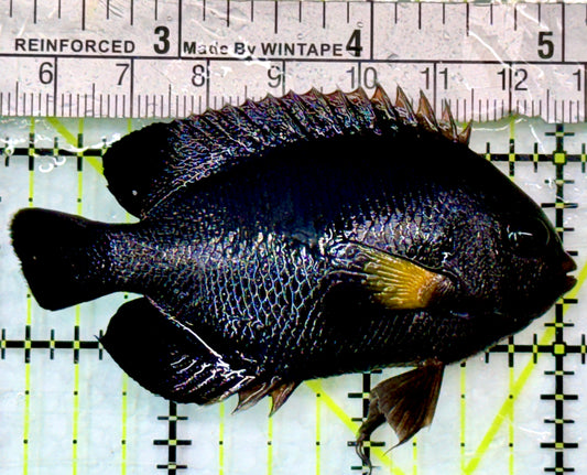 Yellowfin Angelfish YA083101 WYSIWYG Size: ML 3"