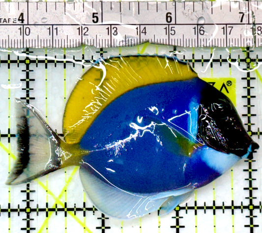 Powder Blue Tang (Maldives) PBT083101 WYSIWYG Size: M 3.25"
