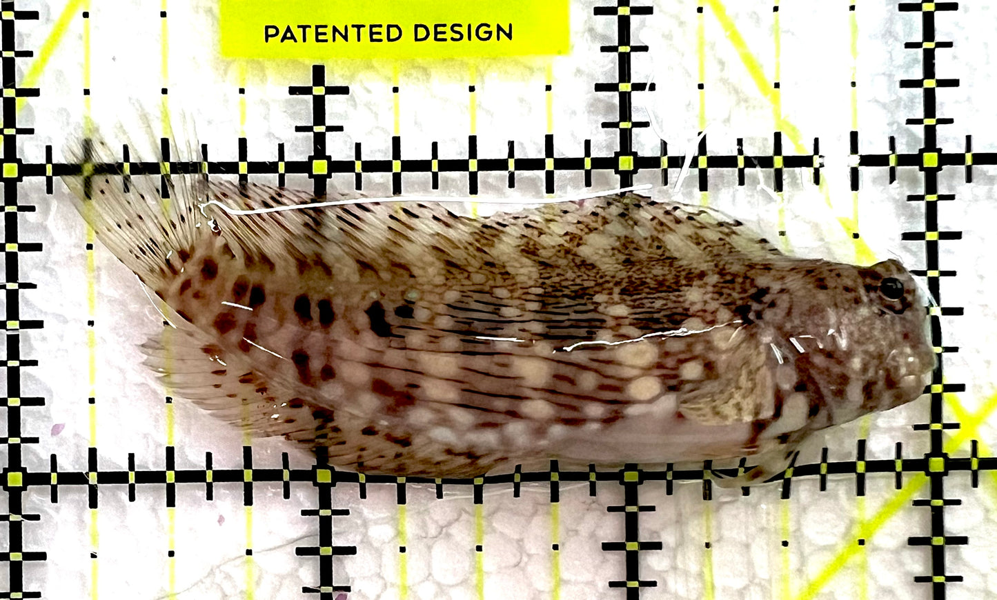 Lawnmower Blenny LB062601 WYSIWYG Size: M 3" approx