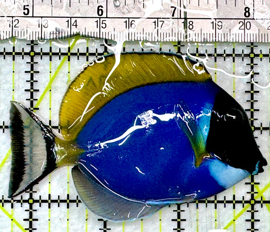 Powder Blue Tang (Maldives) PBT083102 WYSIWYG Size: M 3.5"