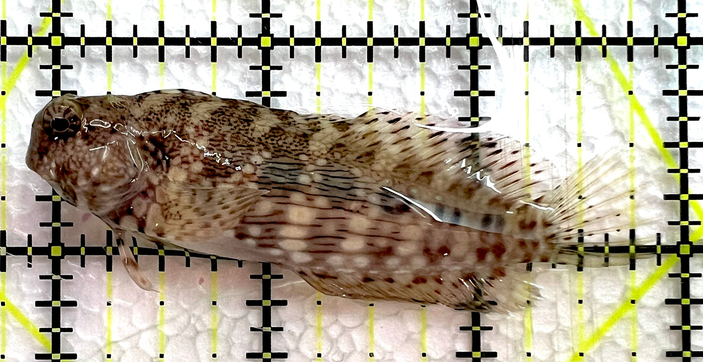 Lawnmower Blenny LB062601 WYSIWYG Size: M 3" approx