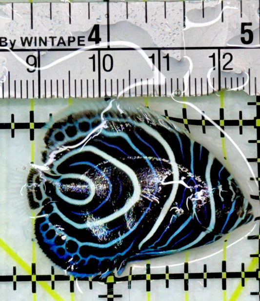 Emperor Angelfish Juvenile EAJ083101 WYSIWYG Size: S 1.75"