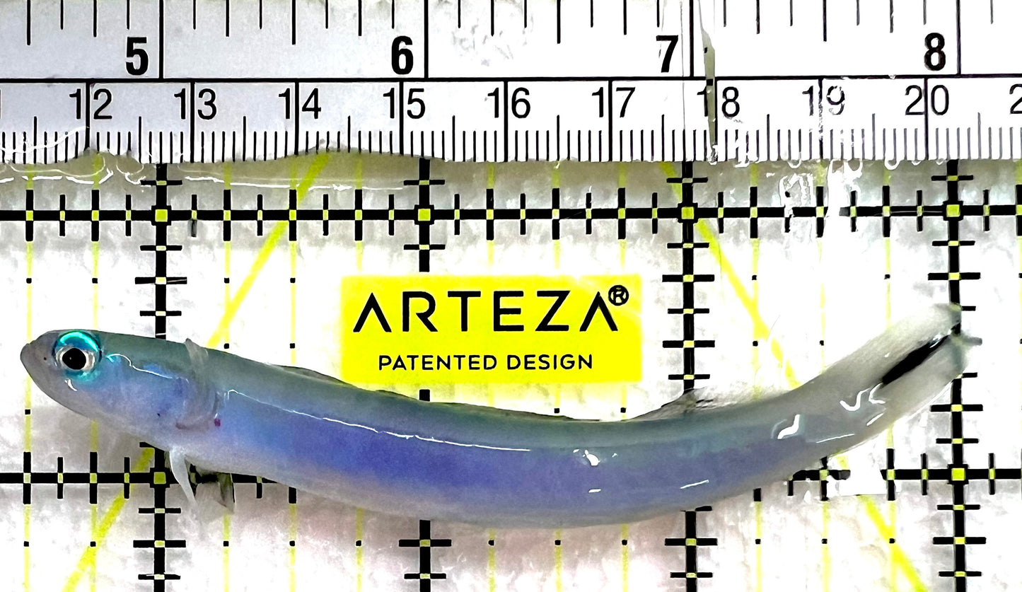 Blue Gudgeon Dartfish BGD062601 WYSIWYG Size: L 3.75" approx