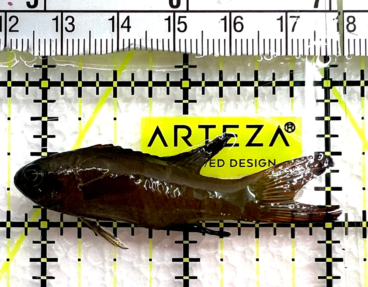 Randall's Assessor Basslet RAB062601 WYSIWYG Size: M 2.25" approx