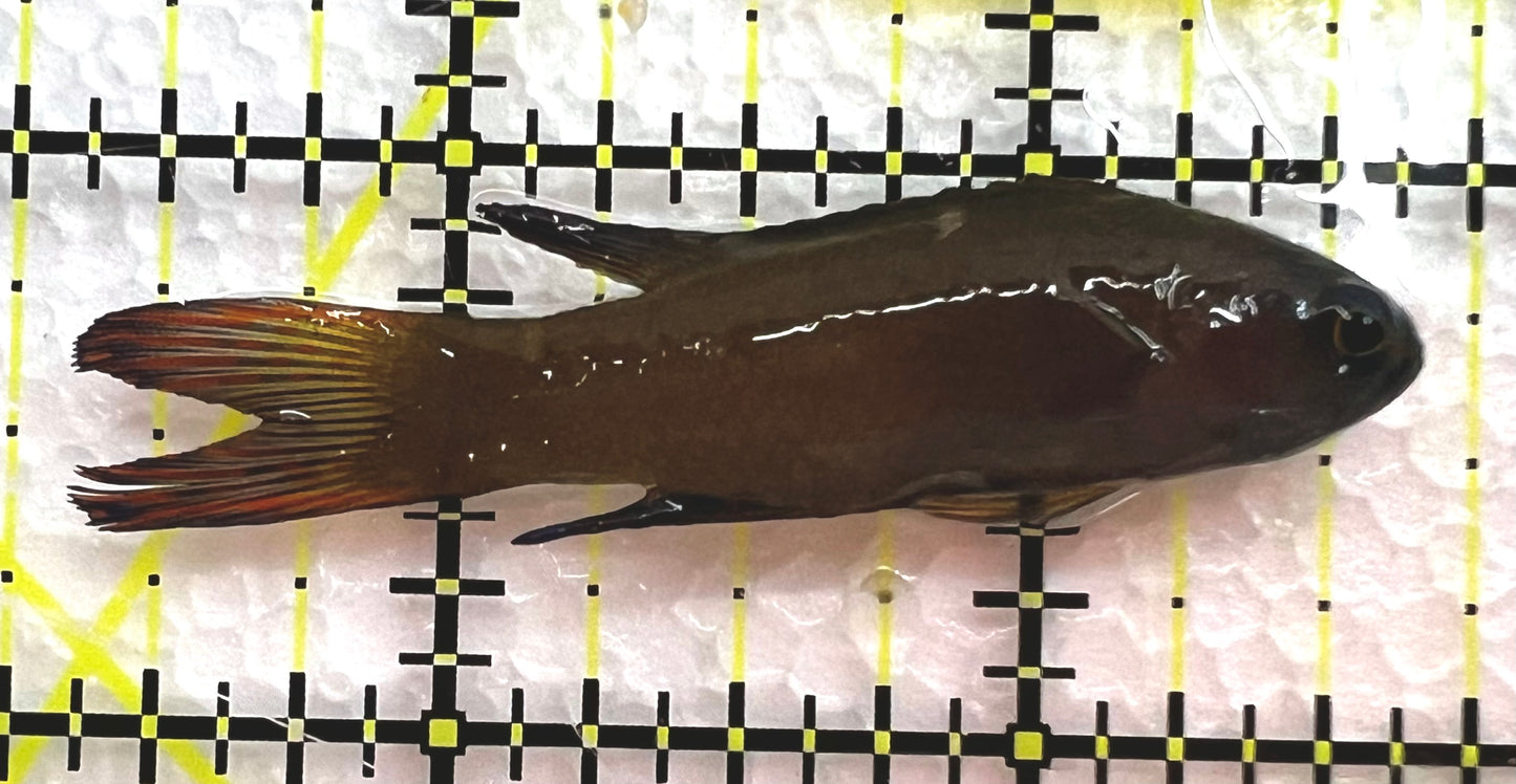 Randall's Assessor Basslet RAB062601 WYSIWYG Size: M 2.25" approx