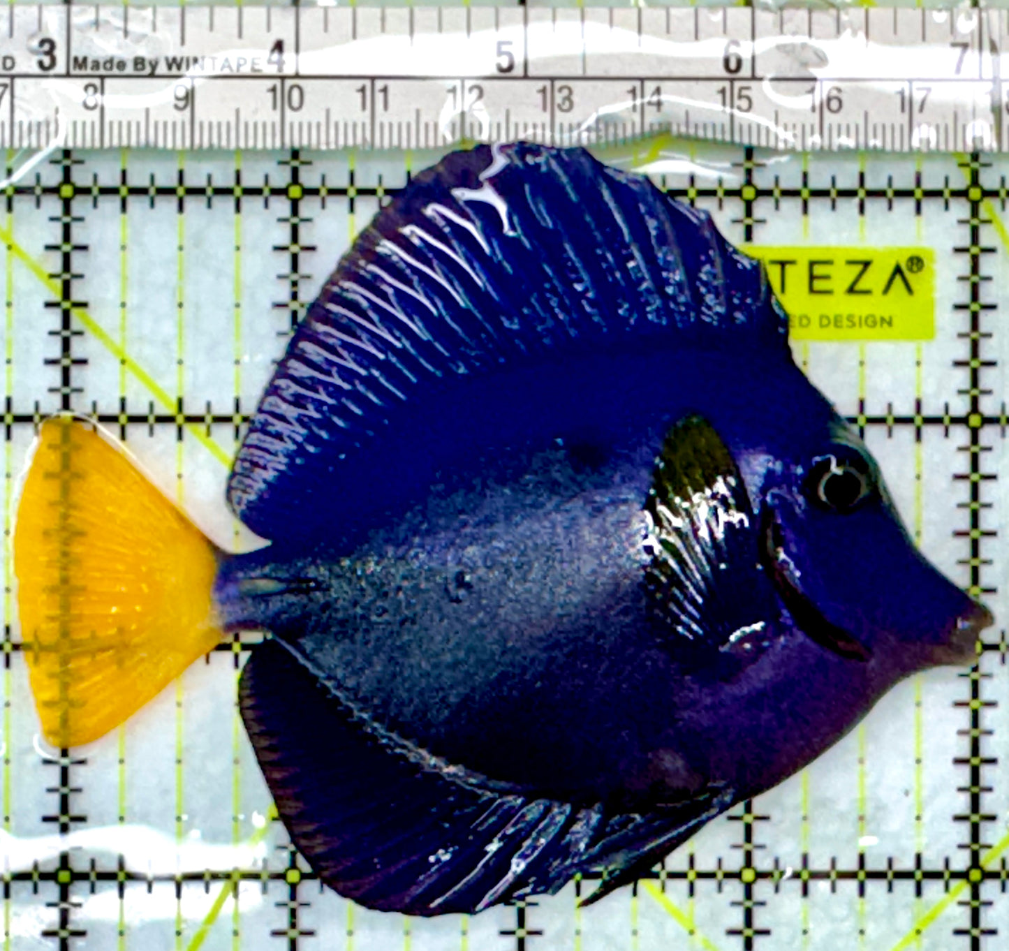 Purple Tang PT083102 WYSIWYG Size: L 4.25"