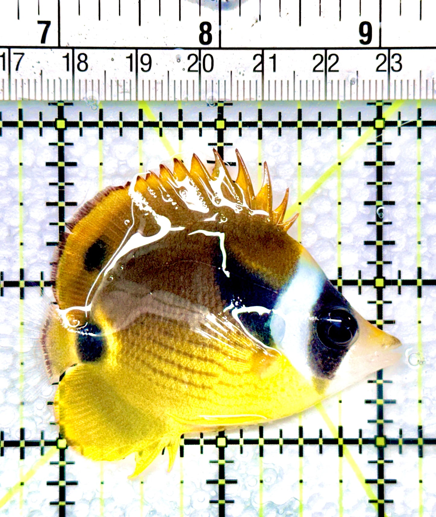 Raccoon Butterflyfish RB080903 WYSIWYG Size: SM 2.25"
