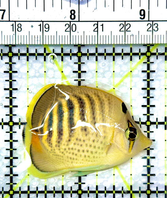 Punctato Butterflyfish PB080901 WYSIWYG Size: S 2”