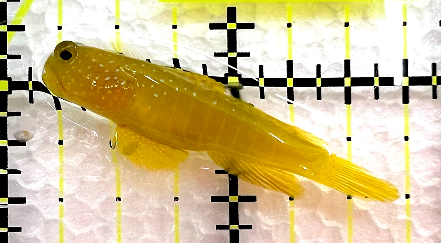 Yellow Watchman Goby YWG062602 WYSIWYG Size: S 1.75" approx