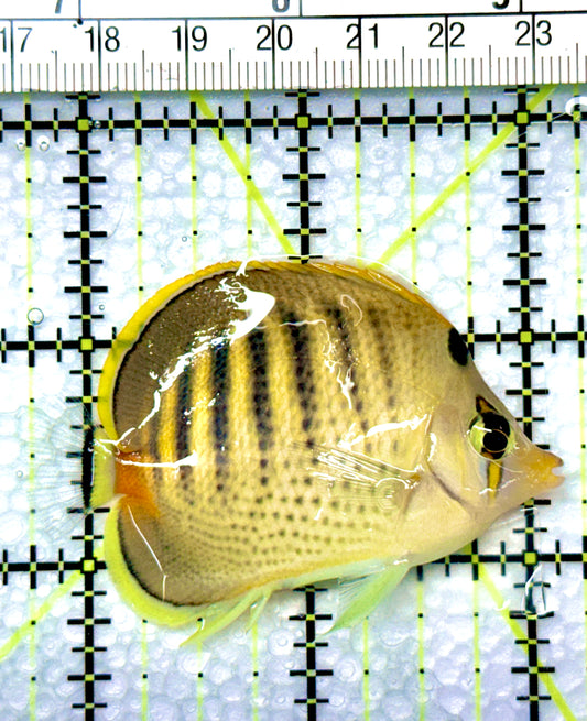 Punctato Butterflyfish PB080902 WYSIWYG Size: M 2.5”