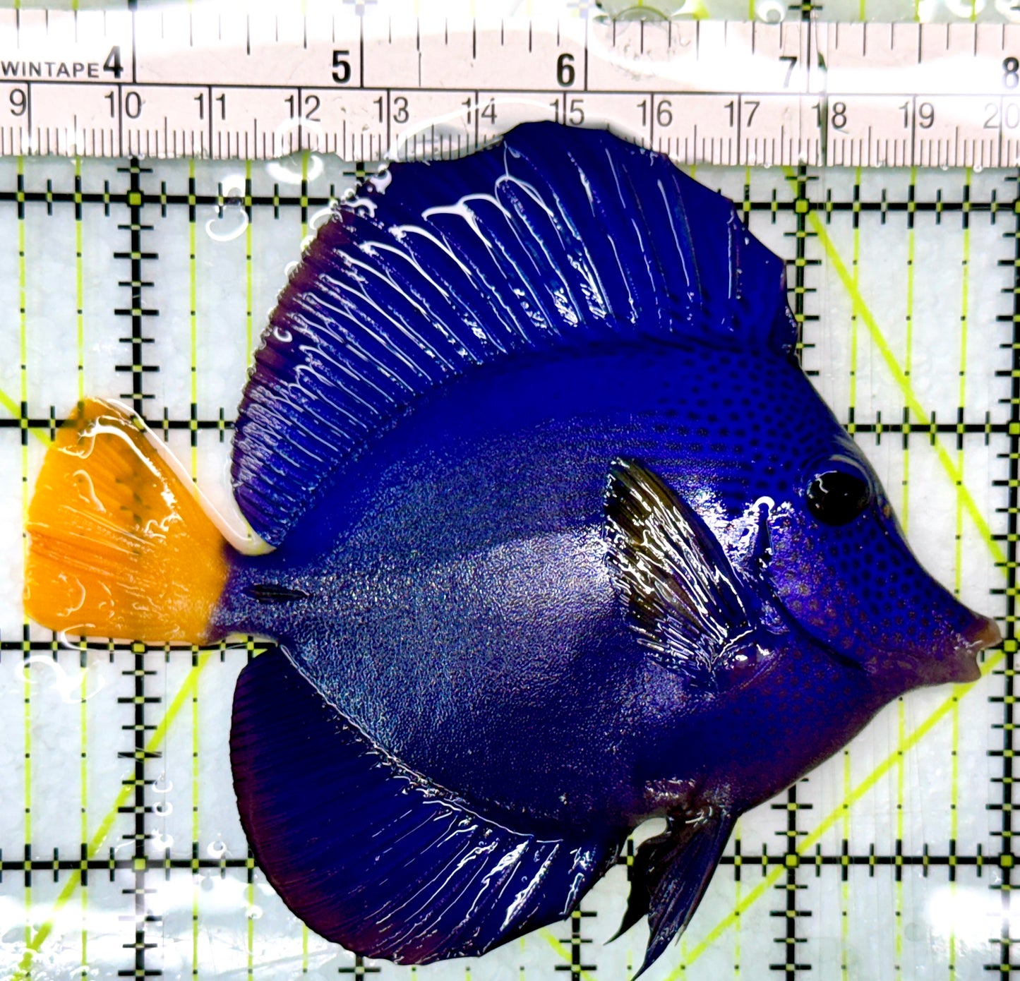 Purple Tang PT083103 WYSIWYG Size: L 4.5"