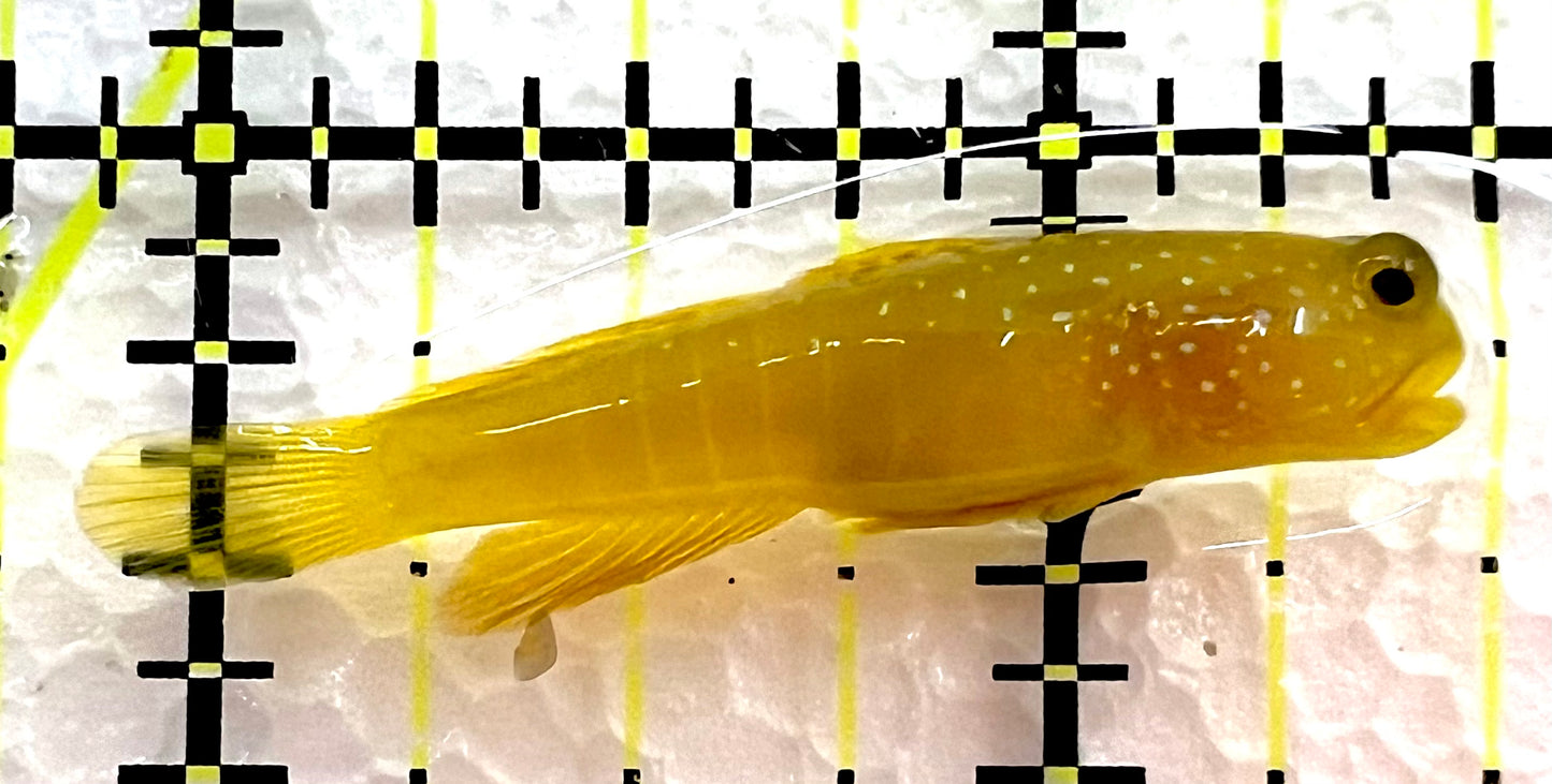 Yellow Watchman Goby YWG062602 WYSIWYG Size: S 1.75" approx
