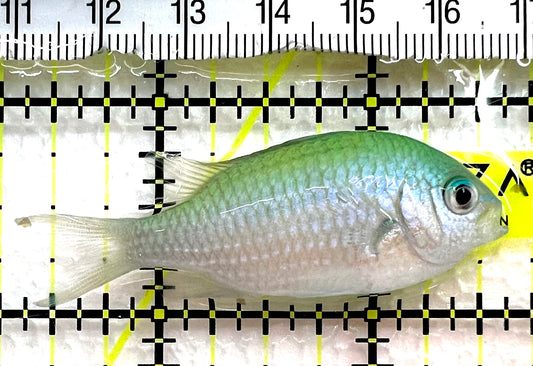 Green Chromis Fish GCF062601 WYSIWYG Size: M 2.25" approx