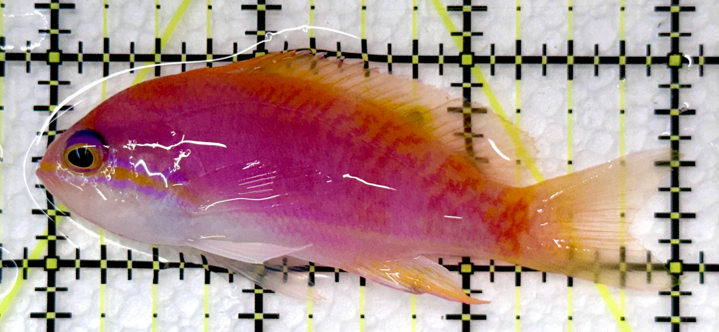 Bimaculatus Anthias Female BAF101104 WYSIWYG Size: 3"