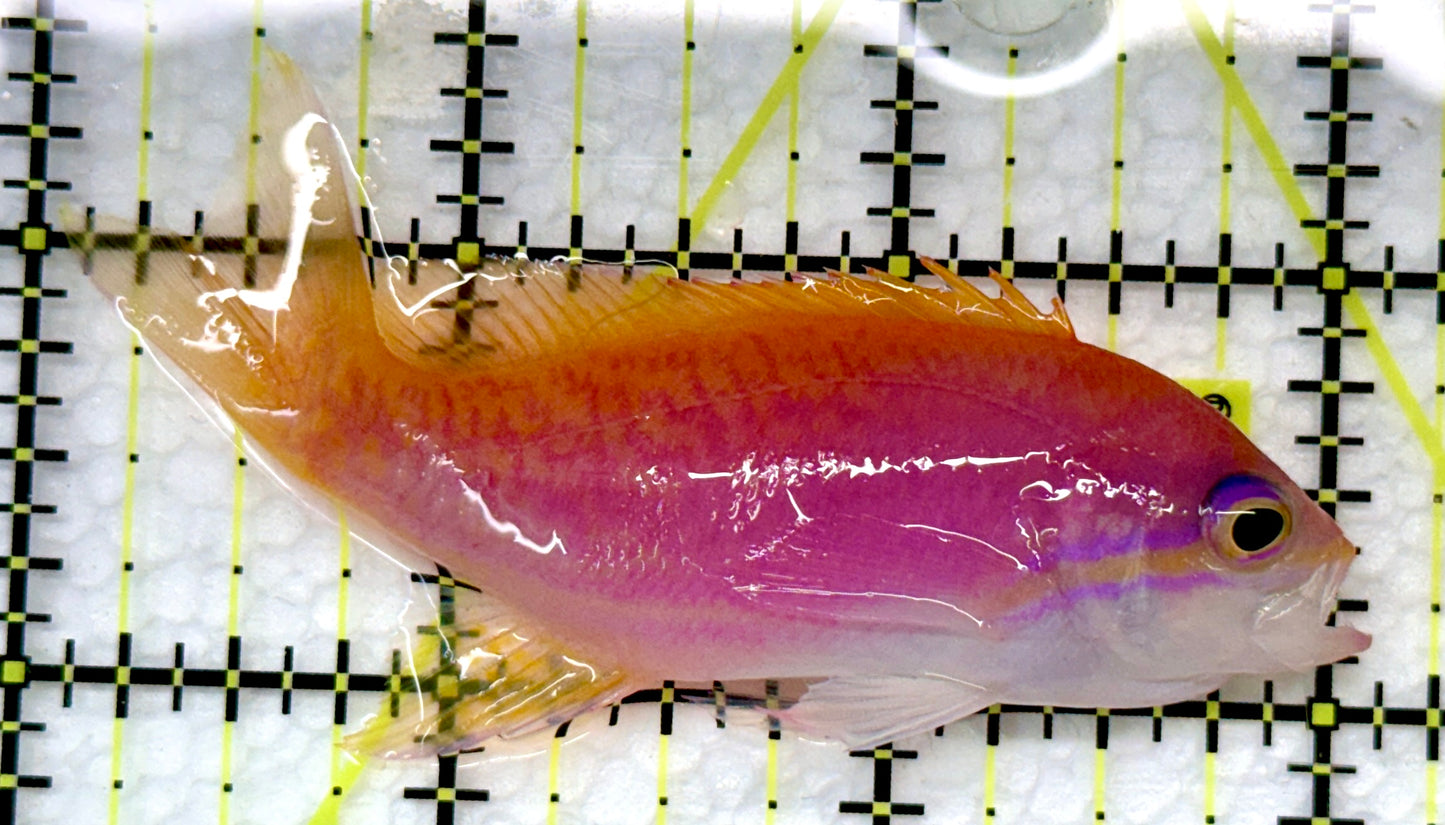Bimaculatus Anthias Female BAF101104 WYSIWYG Size: 3"