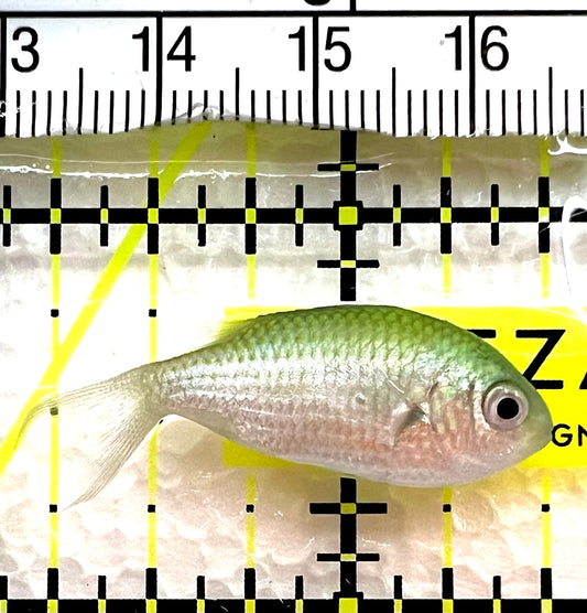 Green Chromis Fish GCF062602 WYSIWYG Size: S 1.5" approx