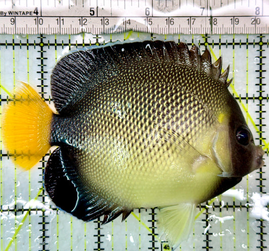 Cream Angelfish CA083101 WYSIWYG Size: XL 4.75"