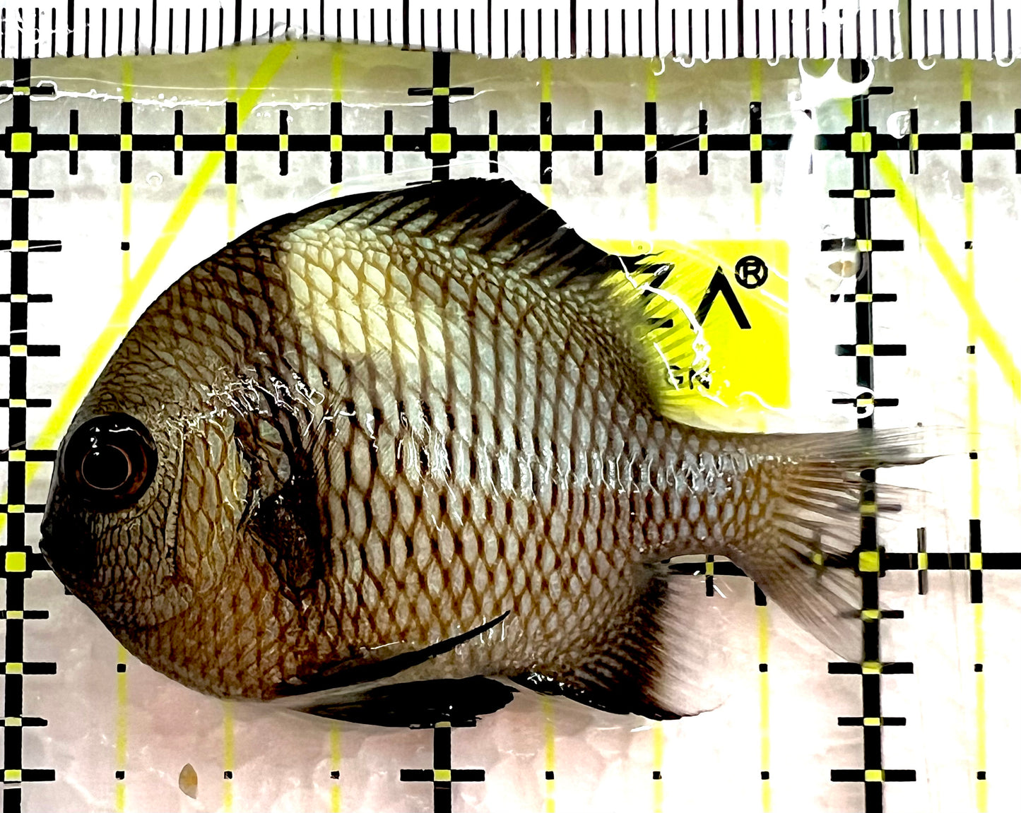 Two Stripe Damselfish TSD062601 WYSIWYG Size: S 2" approx