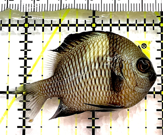 Two Stripe Damselfish TSD062601 WYSIWYG Size: S 2" approx