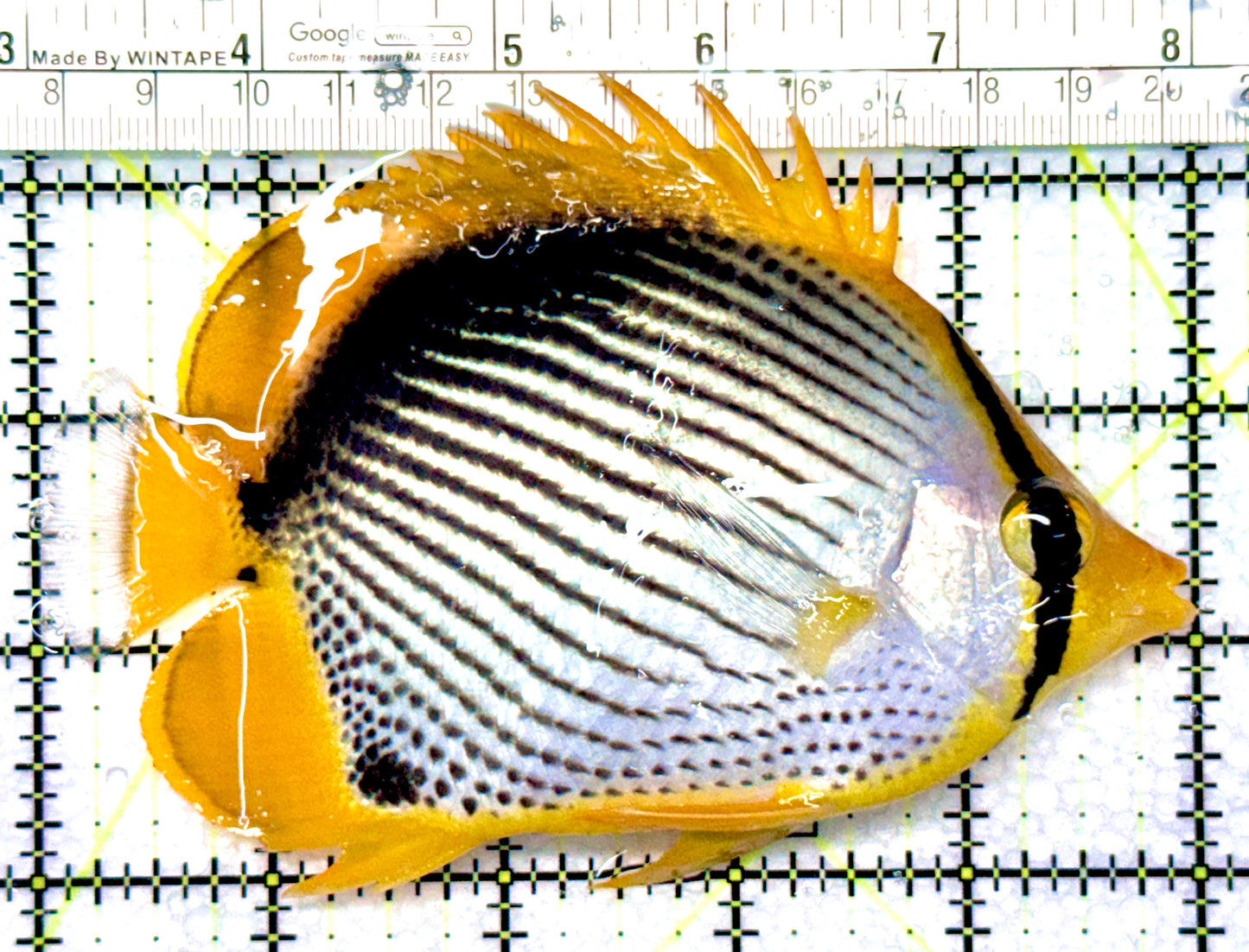 Blackback Butterflyfish BB080901 WYSIWYG Size: L 5”