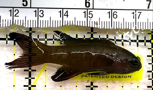 Randall's Assessor Basslet RAB062602 WYSIWYG Size: M 2.25" approx