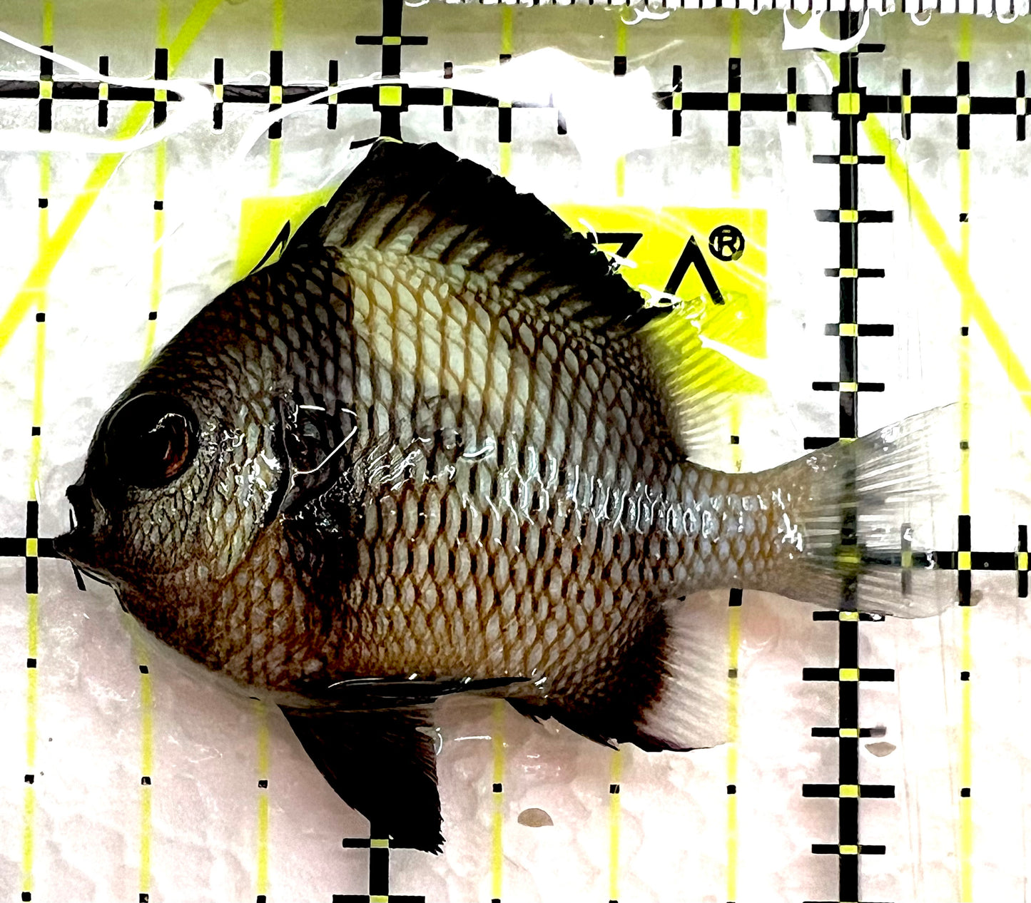 Two Stripe Damselfish TSD062602 WYSIWYG Size: S 2" approx