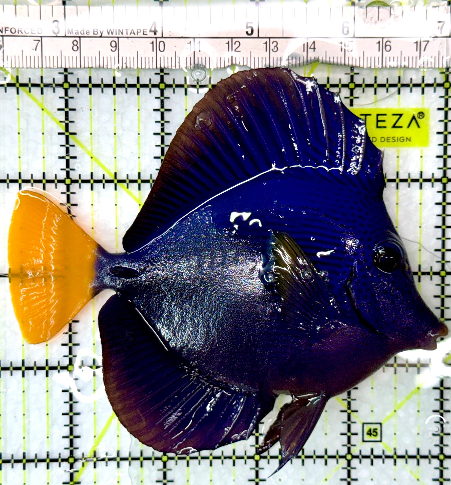Purple Tang PT083104 WYSIWYG Size: L 4.5"