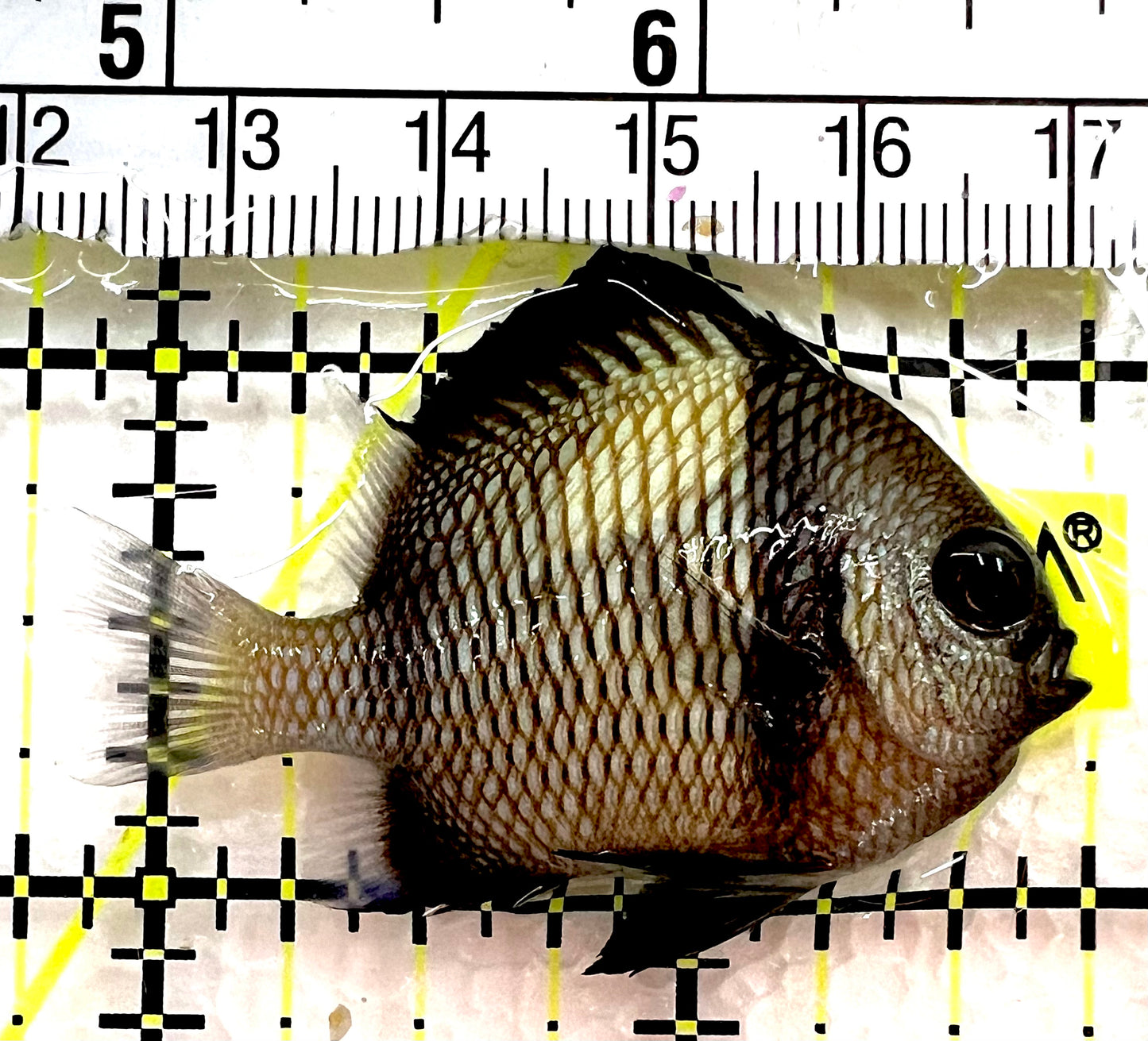 Two Stripe Damselfish TSD062602 WYSIWYG Size: S 2" approx
