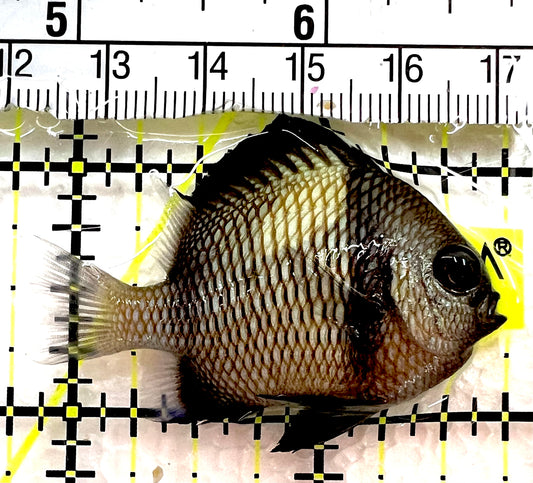Two Stripe Damselfish TSD062602 WYSIWYG Size: S 2" approx