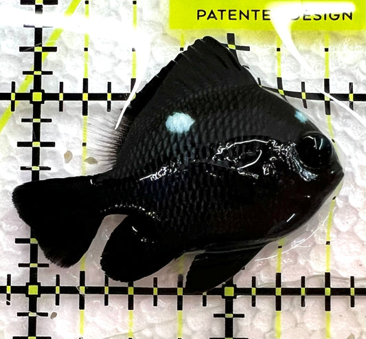 Domino Damselfish DD062602 WYSIWYG Size: L 1.75" approx