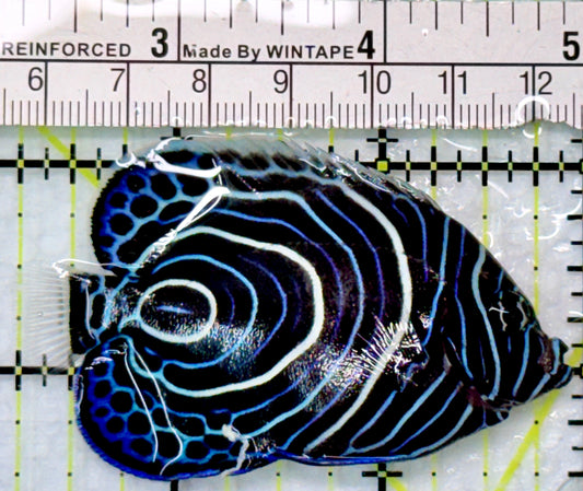 Emperor Angelfish Juvenile EAJ083102 WYSIWYG Size: S 1.75"
