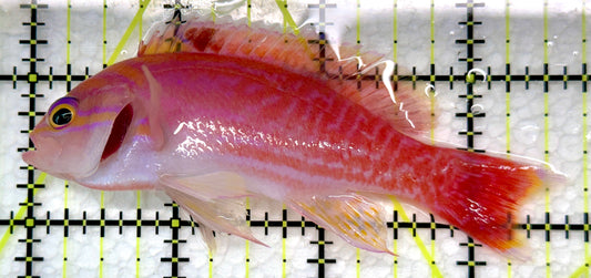 Bimaculatus Anthias Male BAM101101 WYSIWYG Size: 3.5"