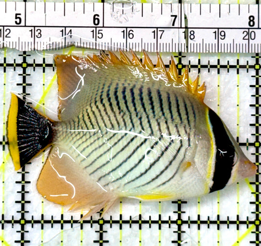 Chevron Butterflyfish CB083101 WYSIWYG Size: L 3.25"