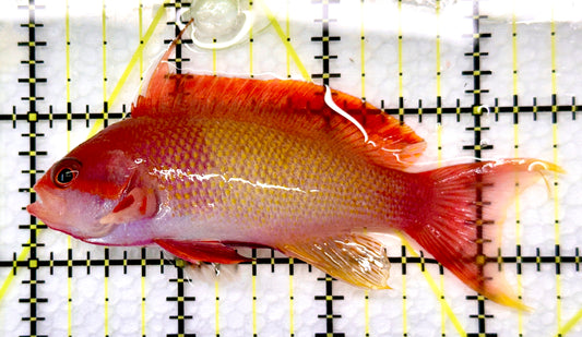 Male Lyretail Anthias (Maldives) MLA101101 WYSIWYG Size: L 3.5"