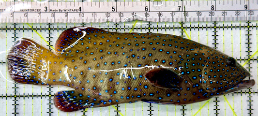 Argus Grouper AG083101 WYSIWYG Size: XL/Show 7.25"