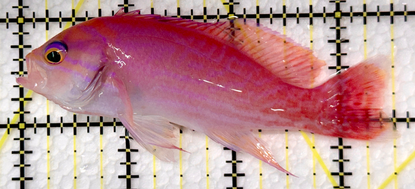 Bimaculatus Anthias Male BAM101102 WYSIWYG Size: 3.5"