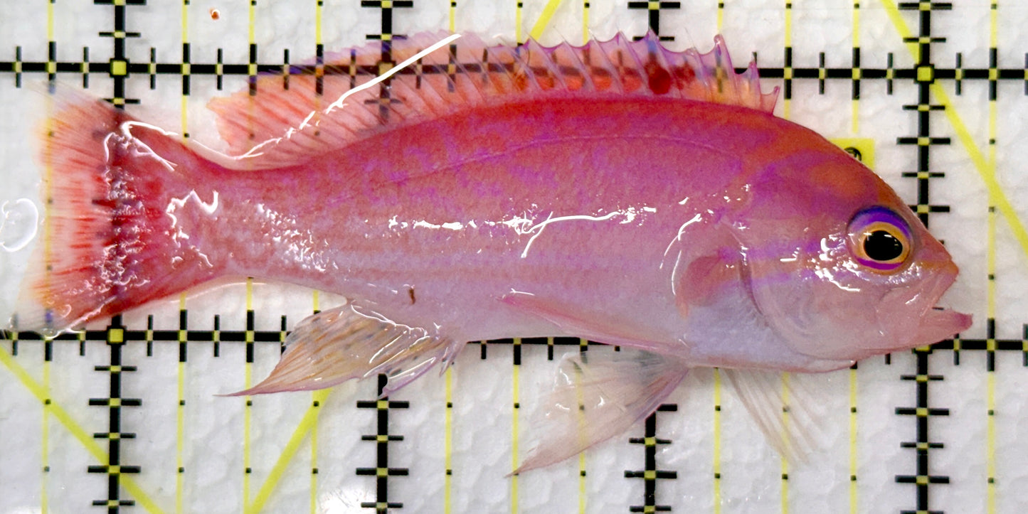 Bimaculatus Anthias Male BAM101102 WYSIWYG Size: 3.5"