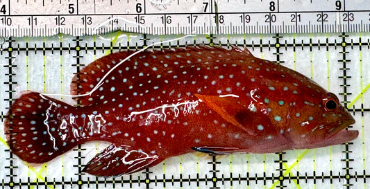 Louti Grouper LG083101 WYSIWYG Size: XL 5.25"