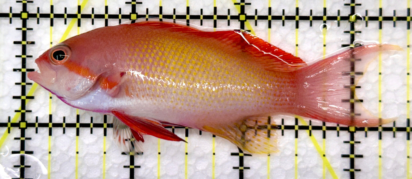 Male Lyretail Anthias (Maldives) MLA101102 WYSIWYG Size: L 3.5"