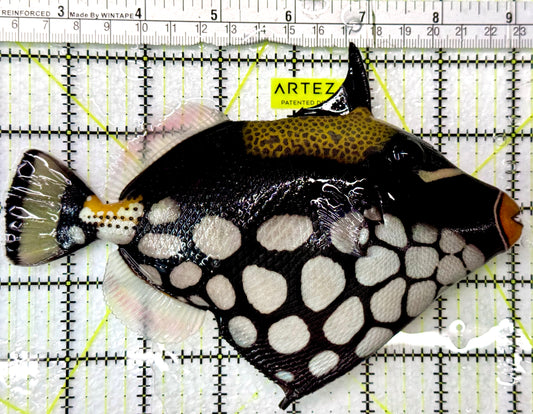 Clown Triggerfish CT083102 WYSIWYG Size: XL 6.75"